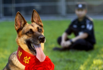 警犬退役被宰食？ 北京警方发“萌照”辟谣