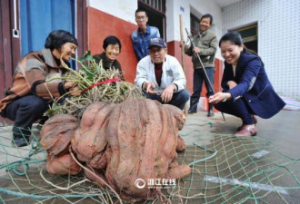 浙江村民种出“巨无霸”番薯 单株重111斤