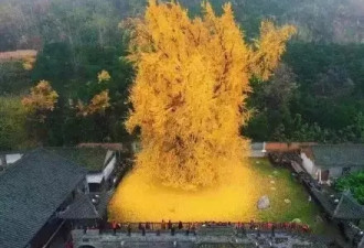 李世民栽了棵银杏树，美了1400年！