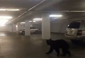 这太刺激了：黑熊冲进繁华商场车库避暑