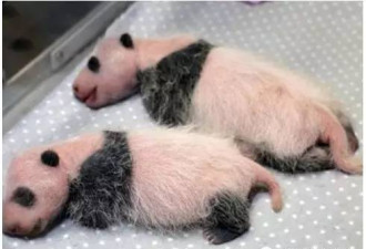 两只海归熊猫回到中国 只听英语不吃中餐…