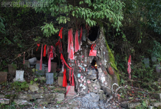 贵州一棵千年古树起火 疑因村民烧纸祈福所致