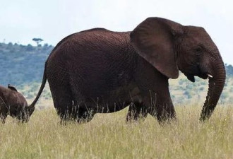 世界自然基金会开网店卖象牙制品被批
