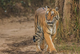 过去两年印度野生虎的数量减少了237只