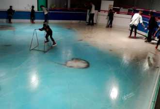 日本一滑冰场在冰面下铺五千条鱼遭批