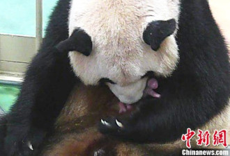 一只雌性大熊猫幼崽在日本和歌山县动物园诞生