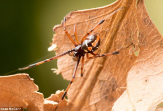 小心！黑寡妇蜘蛛入侵美国 毒性远超响尾蛇