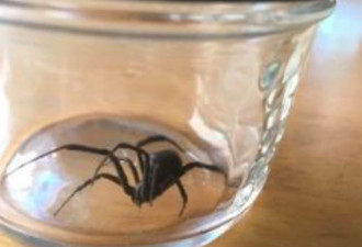 小心！黑寡妇蜘蛛入侵美国 毒性远超响尾蛇
