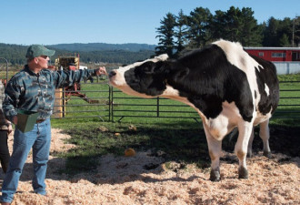 世界最大奶牛高1.9米或破纪录 每天排泄136斤