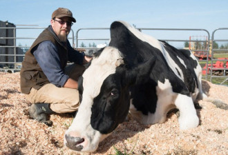世界最大奶牛高1.9米或破纪录 每天排泄136斤