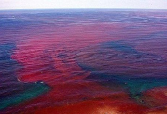有毒海藻肆虐美佛州 数以万计生物死亡恶臭扑鼻