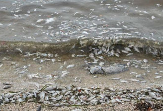 有毒海藻肆虐美佛州 数以万计生物死亡恶臭扑鼻