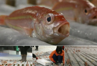 日本滑冰场冰面下铺5千条鱼 被批“残忍”
