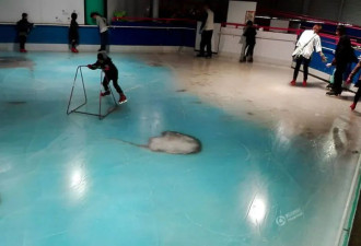 日本滑冰场冰面下铺5千条鱼 被批“残忍”