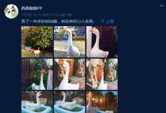 上海海事大学“录取”一只鹅，还起了名字！