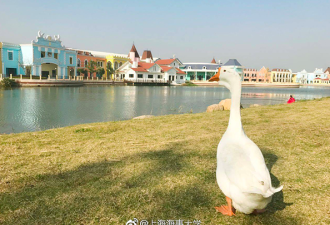 上海海事大学“录取”一只鹅，还起了名字！