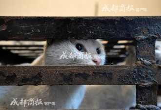 伪爱猫人每天杀猫100只 将猫肉当兔肉卖上餐桌