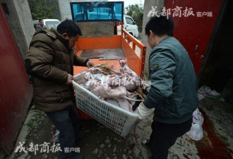 伪爱猫人每天杀猫100只 将猫肉当兔肉卖上餐桌