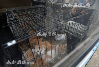 伪爱猫人每天杀猫100只 将猫肉当兔肉卖上餐桌