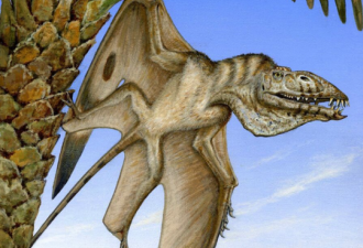 美犹他州发现有史以来最古老飞行爬行动物化石