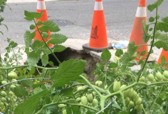 道路多月失修 多伦多居民在坑内种起西红柿