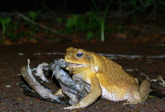 澳洲流浪动物成生态灾难：蟾蜍捕蛇 猫吃袋鼠