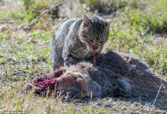 澳洲流浪动物成生态灾难：蟾蜍捕蛇 猫吃袋鼠