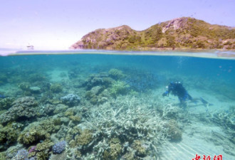 难逃厄运：厄尔尼诺加剧澳大堡礁珊瑚白化潮