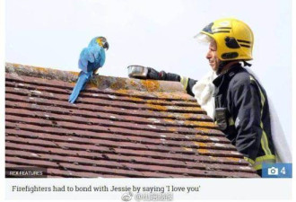 鹦鹉离家出走住屋顶 对消防员爆粗“滚开”