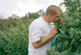 实拍加州的大麻种植者们 在法律边缘的孤独人