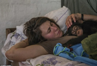 黑猩猩孤儿院：一只孤儿意味十只家庭成员被杀