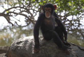 黑猩猩孤儿院：一只孤儿意味十只家庭成员被杀