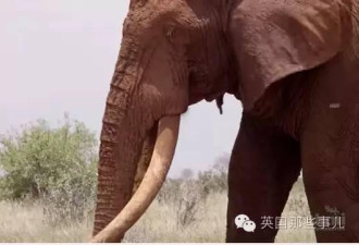 饱受人类屠杀,越来越多的非洲母象已经不长牙了