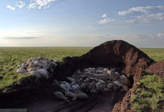 英摄影队目击震撼场面 15万高鼻羚羊离奇死去