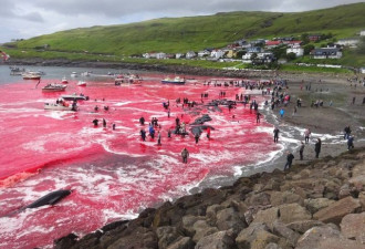 兴奋的人群跳入血海 北欧村庄集体屠杀染红大海