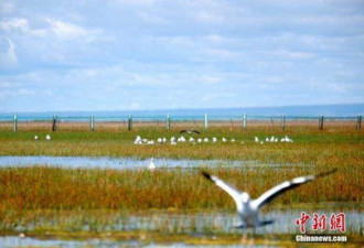 青海湖北岸“鱼鸟天堂” 每年92种候鸟停留