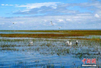 青海湖北岸“鱼鸟天堂” 每年92种候鸟停留