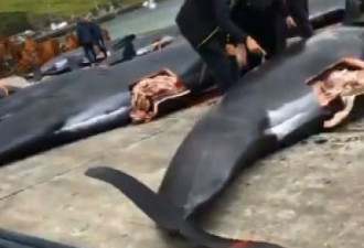 每年屠杀800头巨头鲸 居民：不杀我们没饭吃
