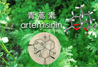 青蒿素可治糖尿病？屠呦呦团队称暂无跟进计划