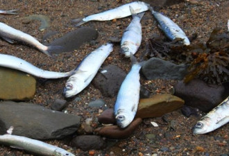 越来越多的死鱼被冲上新省海滩，但死因成谜