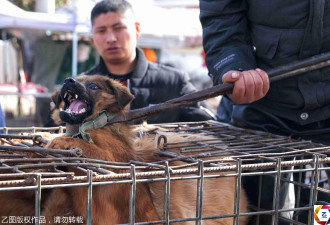 男子当街杀狗卖肉 小狗面对利器 泪流满面