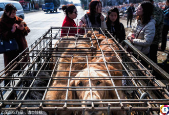 男子当街杀狗卖肉 小狗面对利器 泪流满面