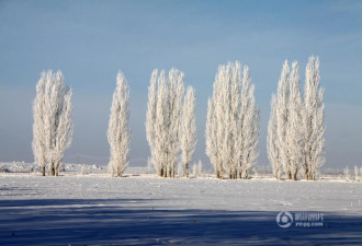 新疆阿勒泰现雾凇美景 仿佛走进童话世界