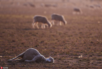 澳大利亚世纪大旱纪实：这里本是肥美草原