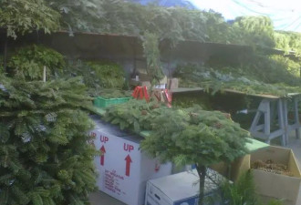多伦多又便宜又好的圣诞树去哪儿买～