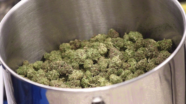 Cured flowers of cannabis intended for the medical marijuana market are seen at a licensed producer facility in Moncton, N.B., on April 14, 2016. THE CANADIAN PRESS/Ron Ward
