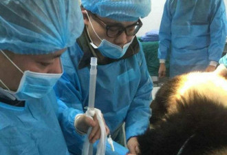 大熊猫便便堵塞肠道 11名医护人员为它做手术