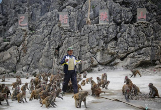 因猴子祸害庄稼村民修猴山养400只猴成&quot;猴王&quot;