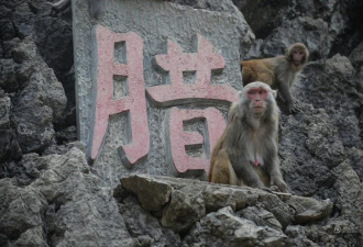 因猴子祸害庄稼村民修猴山养400只猴成&quot;猴王&quot;