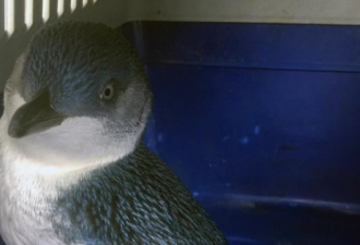 悉尼下水道惊现企鹅宝宝 已被送往动物园